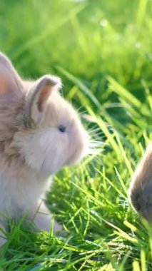 İki küçük turuncu tavşan parlak yeşil çimlerde ve yeşil bulanık arka planda. Dikey video.