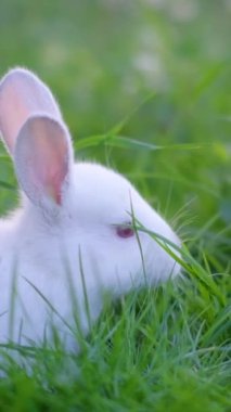 Tatlı beyaz bir tavşan çayırda ot yiyor. Yeşil çimlerde oynayan sevimli beyaz Hollandalı tavşan. Paskalya Günü konsepti. Dikey video