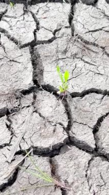 Kuru gölün yüzeyi derin çatlaklarla kaplıdır. Küresel ısınma, çevre kirliliği ve kıyamet sonrası kavramı. Dikey video
