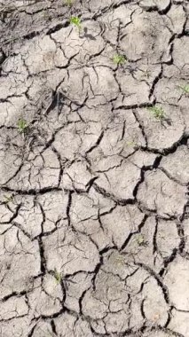 Kuru havadan dolayı toprağı derinden yardı. Dünyada kuraklığın sıklığı artıyor. Dikey video.