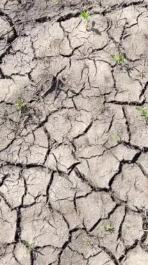 Dünya kuraklığı ve iklim değişikliği. Şiddetli kuraklıktan sonra kurumuş toprak. Dikey video.
