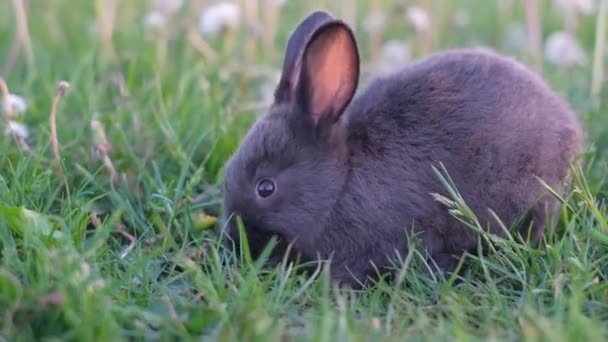 Söt Liten Kanin Grönt Gräs Med Vacker Bokeh Som Bakgrund — Stockvideo