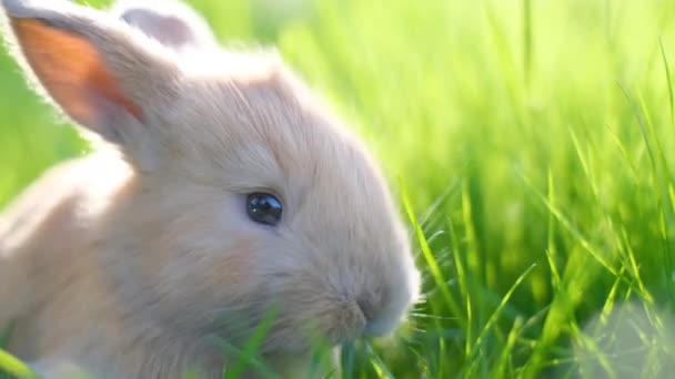 Ein Kleines Orangefarbenes Kaninchen Weidet Auf Einem Grünen Rasen Aus — Stockvideo