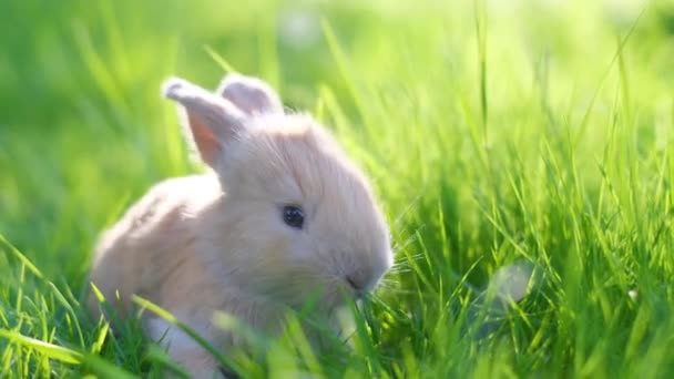 Egy Narancssárga Nyúl Zöld Gyepen Bunny Füvet Eszik Közelről Függőleges — Stock videók