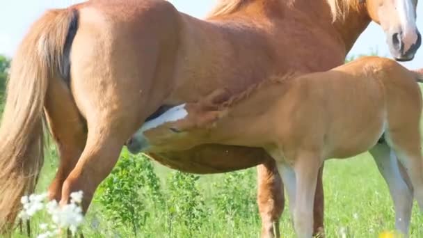 Piękny Koń Pije Mleko Swojej Czerwonej Klaczy Matki Zielonej Łące — Wideo stockowe