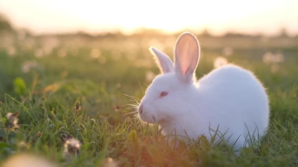 Söt Vit Kanin Bakgrunden Solnedgången Söt Liten Vit Kanin Grönt — Stockvideo
