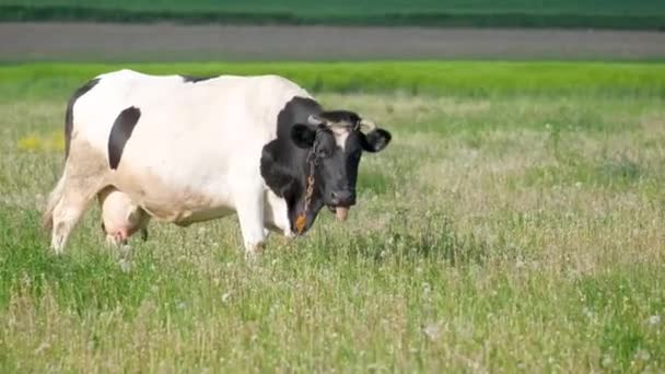 Eine Schwarz Weiße Kuh Grast Auf Einer Grünen Wiese Grünen — Stockvideo