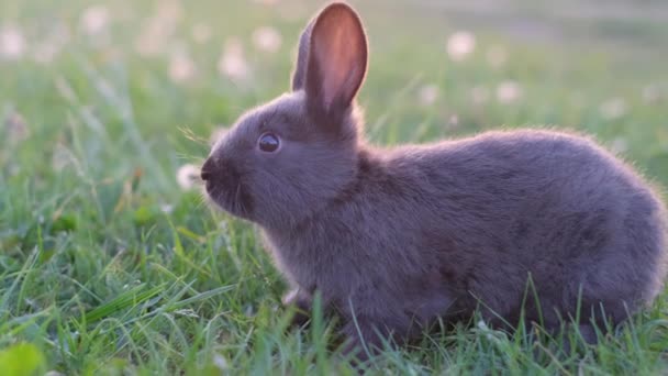 Liten Svart Kanin Sitter Det Gröna Gräset Solig Dag Kaninen — Stockvideo