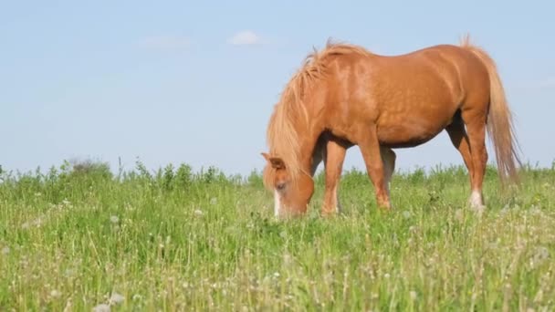 美丽的马在草地上吃草 在黎明黄色的阳光下 动物在绿色的草地上移动 垂直录像 — 图库视频影像