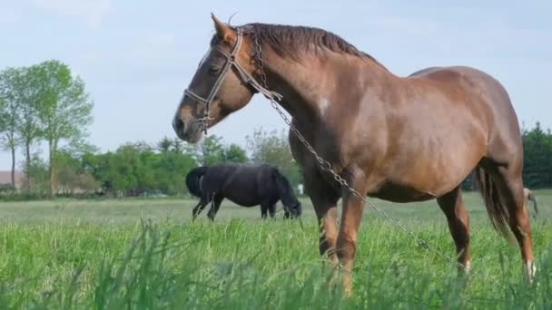 Cavalos Uma Coleira Pastam Prado Verde Manhã Pasto Cavalos Rurais — Vídeo de Stock