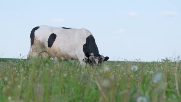 Корова Ласує Зеленому Лузі Сільській Місцевості Чисте Трав Яне Поле — стокове відео