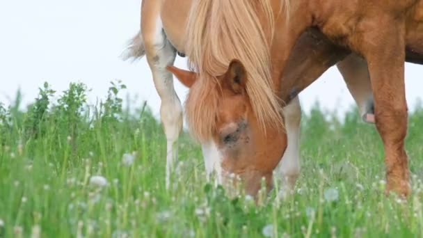 Rural Horses Green Meadow Horse Farm Vertical Video — Stock Video
