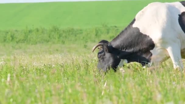 Una Vaca Come Hierba Prado Verde Campo Ecológicamente Limpio Vídeo — Vídeo de stock
