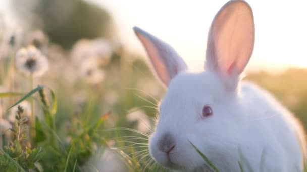 Vacker Vit Kanin Bakgrunden Solnedgången Söt Liten Vit Kanin Grönt — Stockvideo