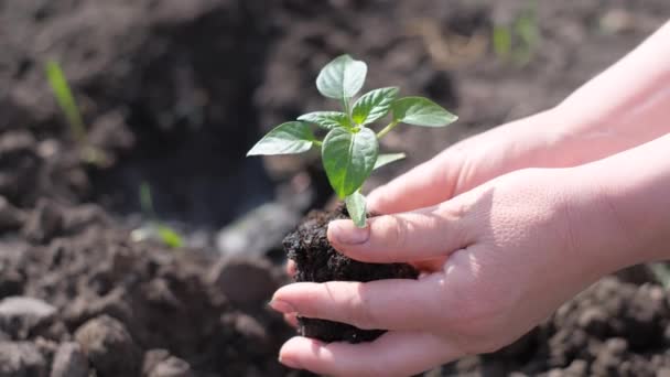Homme Plante Une Plante Verte Sur Terre Ferme Verdir Planète — Video
