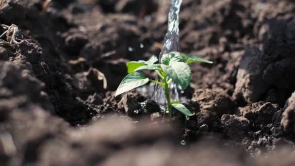 農夫は 新しく植えられた若者たちに水を注いだ スローモーション バーティカルビデオ — ストック動画