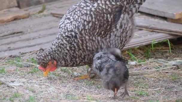 Yetişkin Bir Tavuk Yavrular Yiyecek Arıyorlar Benekli Güzel Tavuklar Dikey — Stok video