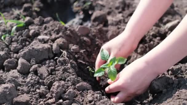Ręce Kobiety Sadzącej Młodą Roślinę Suchy Ląd Zachowanie Ekologii — Wideo stockowe