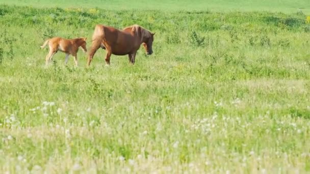 Family Horses Beautiful Green Meadow Ecologically Clean Field Countryside — Stock Video