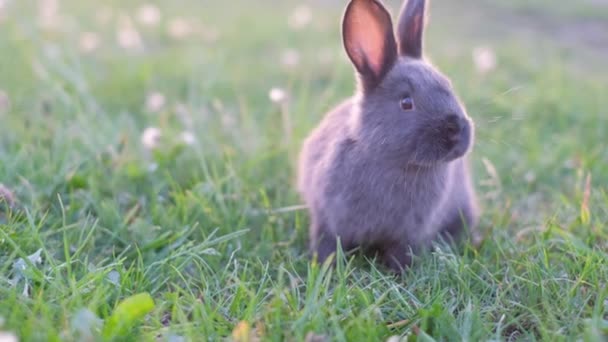 Retrato Conejo Negro Fondo Puesta Sol Amor Por Los Animales — Vídeos de Stock