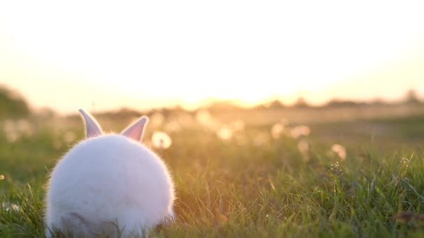 Gün Batımının Arka Planında Sevimli Beyaz Bir Tavşan Yeşil Çimlerin — Stok video