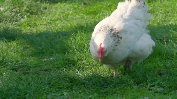 Güzel Bir Tavuk Bahçedeki Yeşil Çimlerde Yiyecek Arıyor Dikey Video — Stok video