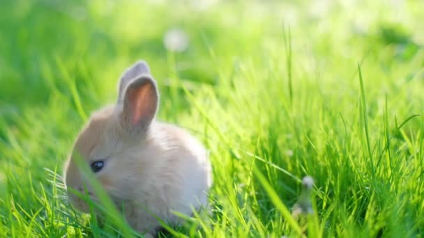 Söt Kanin Sitter Ett Grönt Fält Röd Kanin Äter Gräs — Stockvideo