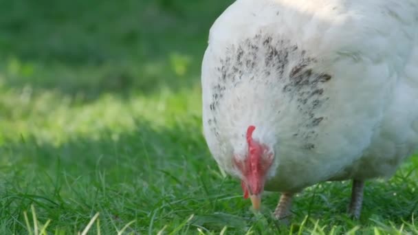 Белая Курица Зеленой Траве Саду Медленное Движение Вертикальное Видео — стоковое видео