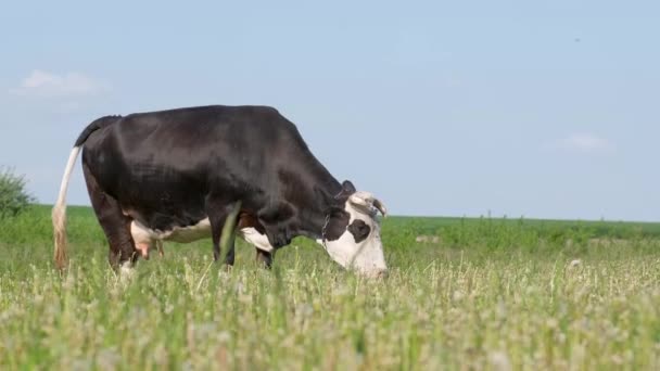 Eine Große Schwarze Kuh Grast Auf Einer Grünen Wiese Grünen — Stockvideo