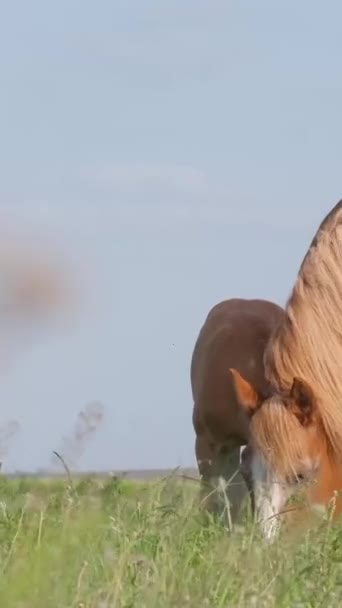 Zelené Louce Úsvitu Pasou Koně Dobré Ráno Pastvině Venkovští Koně — Stock video