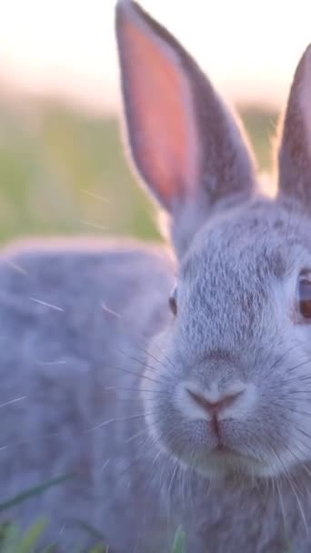 Aranyos Nyúl Zöld Füvön Nagy Fülekkel Egy Elbűvölő Szürke Nyúl — Stock videók