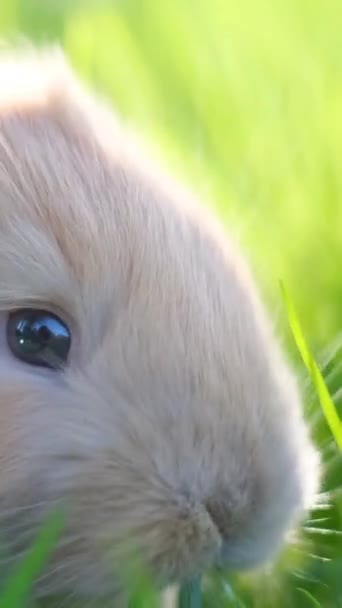 Liten Orange Kanin Betar Grön Gräsmatta Närbild Vertikal Video — Stockvideo