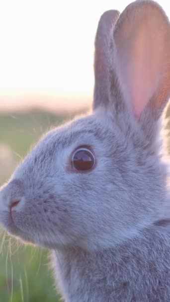Porträt Eines Grauen Kaninchens Vor Dem Hintergrund Des Sonnenuntergangs Liebe — Stockvideo