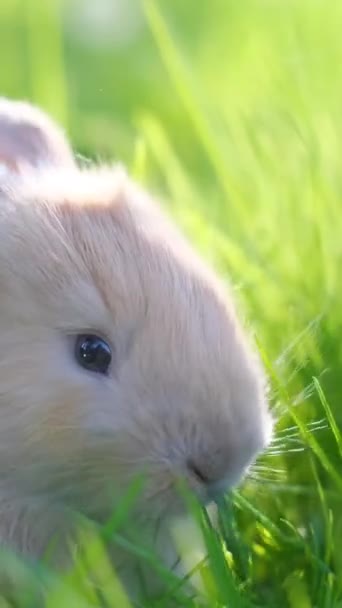 Zielonym Trawniku Siedzi Pomarańczowy Królik Bunny Trawę Bliska Pionowe Wideo — Wideo stockowe