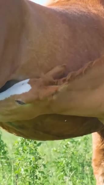 Piękny Koń Pije Mleko Swojej Czerwonej Klaczy Matki Zielonej Łące — Wideo stockowe