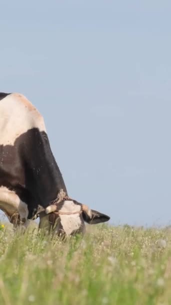 乳牛は緑色の牧草地で草を食べている 農業畜産業について エコロジカルクリーンエリア バーティカルビデオ — ストック動画