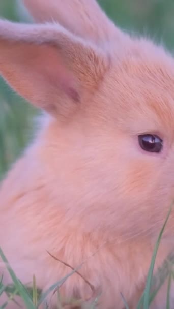 Schöner Roter Hase Grünen Gras Kleiner Hase Vertikales Video — Stockvideo