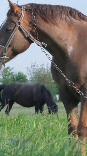 Cavalos Uma Coleira Pastam Prado Verde Manhã Pasto Cavalos Rurais — Vídeo de Stock
