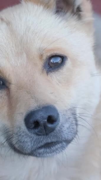 Portrét Krásného Rusovlasého Psa Jak Dívá Kamery Radostně Vrtí Ocasem — Stock video