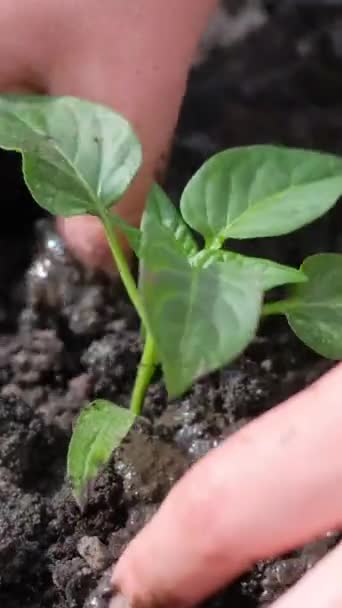 Zbliżenie Kobiecej Ręki Sadzącej Młodą Zieloną Roślinę Sucha Gleba Ogrodzie — Wideo stockowe