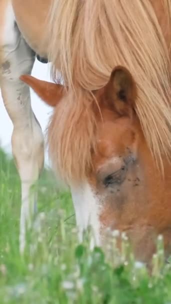 Plattelandspaarden Een Groene Weide Paardenboerderij Verticale Video — Stockvideo