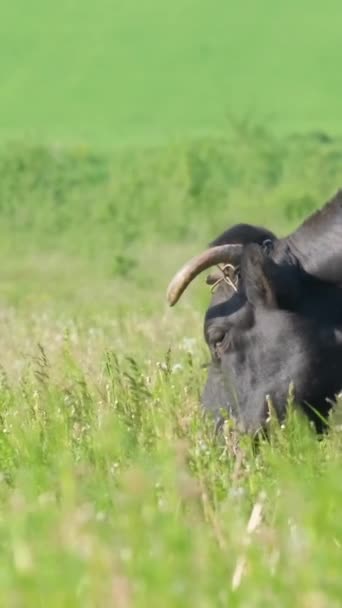 Een Koe Eet Gras Een Groene Weide Ecologisch Schoon Veld — Stockvideo