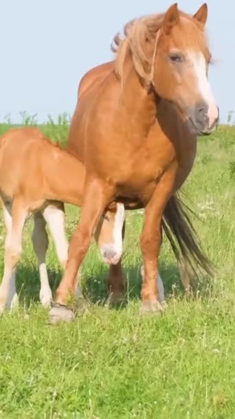 Yeşil Çayırdaki Kırsal Atlar Çiftliği Dikey Video — Stok video