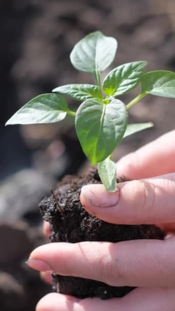 Homme Plante Une Plante Verte Sur Terre Ferme Verdir Planète — Video