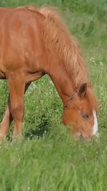 Mladý Červený Kůň Krásné Zelené Louce Venkově Svislé Video — Stock video