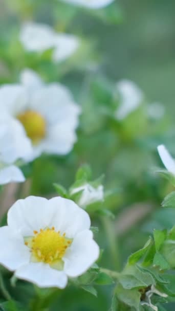 Біла Квітка Зеленій Полуниці Плантація Молодої Полуниці Вертикальне Відео — стокове відео