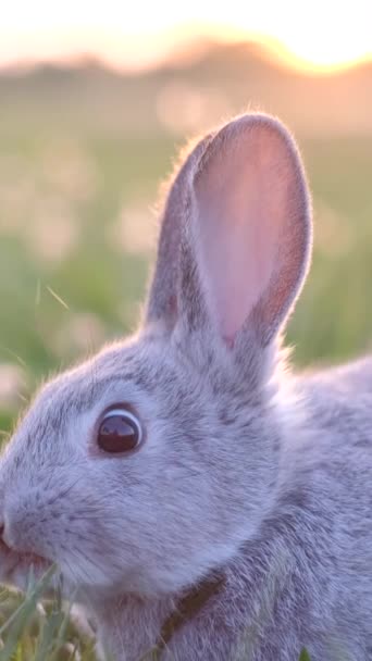 Ein Kleines Kaninchen Sitzt Einem Sonnigen Tag Grünen Gras Der — Stockvideo