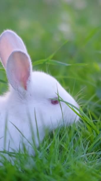 かわいい白ウサギが草を牧場で食べている 緑の草で遊ぶ愛らしい小さな白いオランダのウサギ イースターデーのコンセプト バーティカルビデオ — ストック動画
