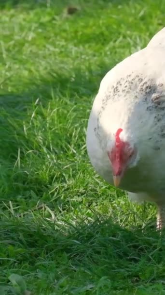 Piękny Kurczak Szuka Jedzenia Zielonej Trawie Ogrodzie Pionowe Wideo — Wideo stockowe