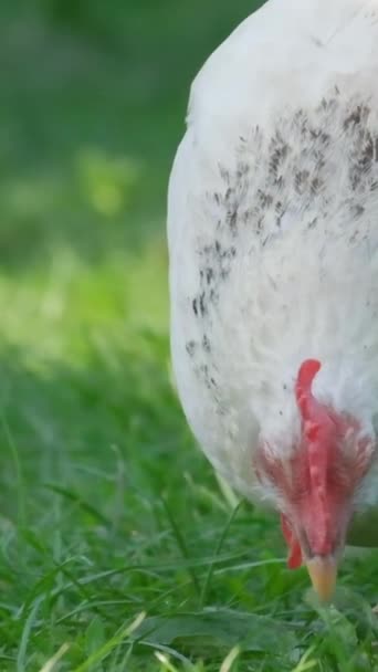 Белая Курица Зеленой Траве Саду Медленное Движение Вертикальное Видео — стоковое видео
